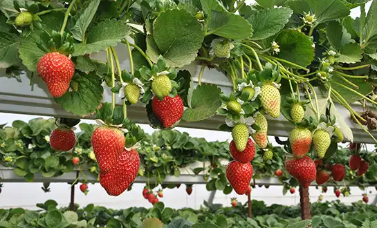 Feeding Strawberry Plants for Yield and Flavor